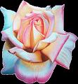 fleurs et nature (158)